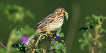 Agriculture intensive, réchauffement climatique : 800 millions d’oiseaux ont disparu en 40 ans en Europe