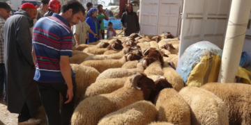 Annulation Aid al-Adha: la hausse des prix du mouton au Maroc, laisse planer un doute sur le maintien des festivités