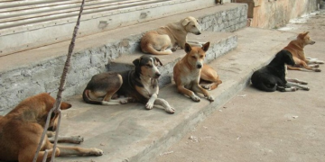 Maroc: les internautes se mobilisent contre l&rsquo;abattage massif  de chiens errants