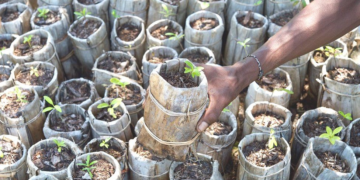 Ouganda : du plastique recyclé en sacs de rempotage biodégradables