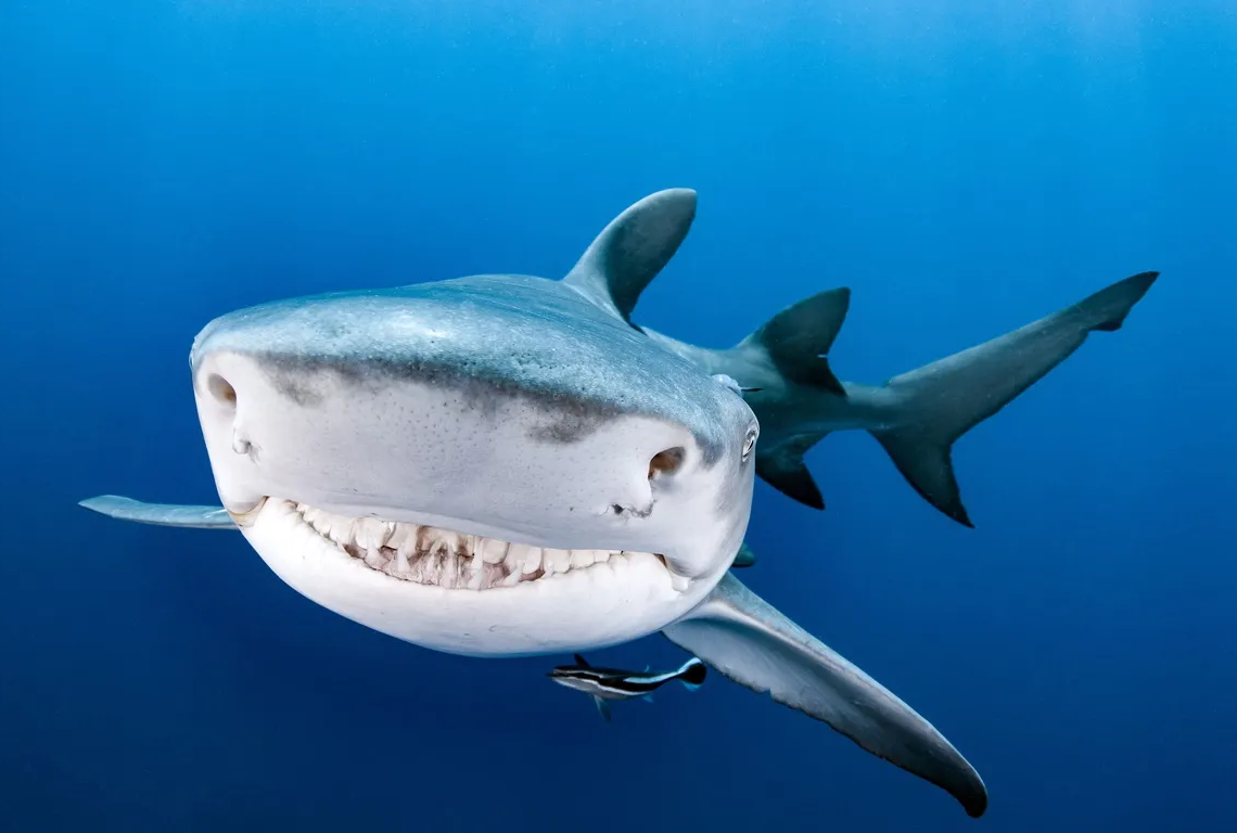 Egypte: un russe tué par un requin en mer rouge