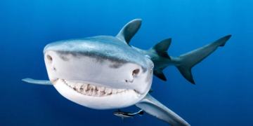 Egypte: un russe tué par un requin en mer rouge