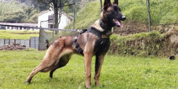 Enfants miraculés en Colombie: Wilson, le chien qui a retrouvé les enfants perdus dans la jungle, a disparu