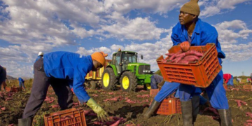 Apartheid: Priorité aux agriculteurs noirs pour l’accès à l’eau en Afrique du sud