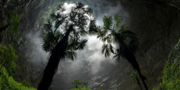 L&rsquo;arbre le plus haut d&rsquo;Asie a été découvert dans le canyon le plus profond du monde