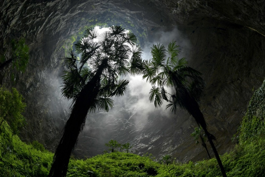 L’arbre le plus haut d’Asie a été découvert dans le canyon le plus profond du monde