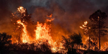 Incendies en Algérie: au moins 34 morts dont 10 militaires