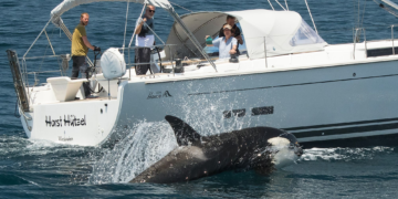 Attaques d&rsquo;orques dans le détroit de Gibraltar:  une histoire de vengeance?