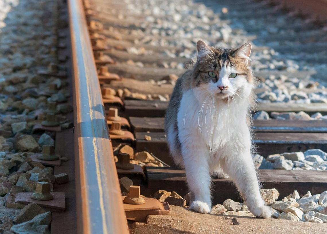 Chat écrasé par un TGV: la SNCF condamnée à une amende de 1.000 euros