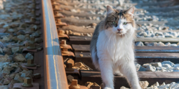 Chat écrasé par un TGV: la SNCF condamnée à une amende de 1.000 euros