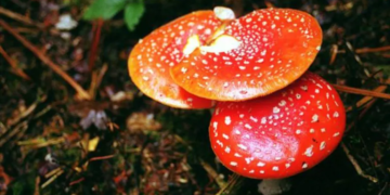 Australie : un déjeuner aux champignons vénéneux fait trois morts et passionne le pays
