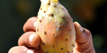 Figues? Oui, mais figues de barbarie!