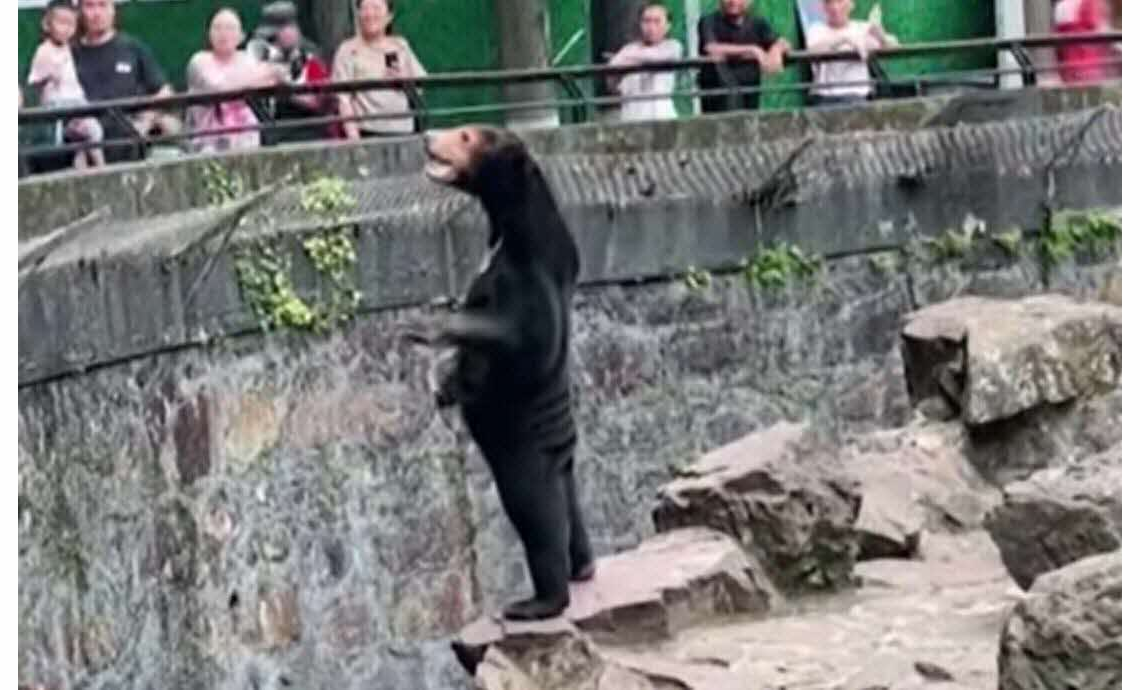 Vidéo: « cet ours est un humain déguisé », un zoo chinois forcé de démentir