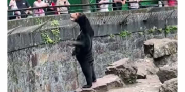 Vidéo: « cet ours est un humain déguisé », un zoo chinois forcé de démentir