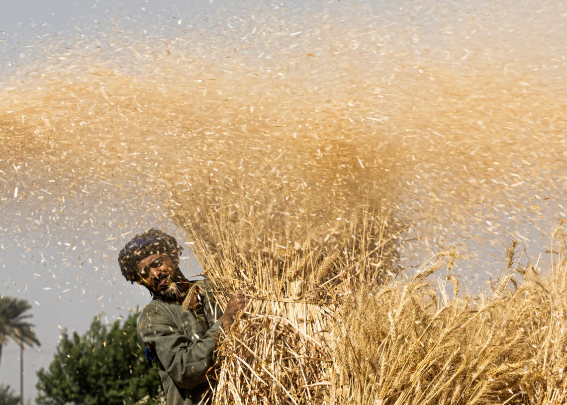 Agriculture: la Chine va mettre au point en Egypte des cultures résistantes à la sécheresse