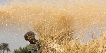 Agriculture: la Chine va mettre au point en Egypte des cultures résistantes à la sécheresse