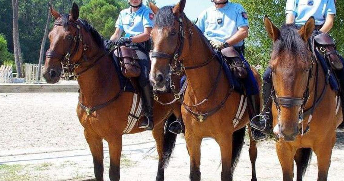 Marseille: pour échapper à la brigade équestre, un voleur de téléphone poignarde un cheval