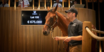 France: ventes records de yearlings à près de 57 millions d&rsquo;euros à Deauville