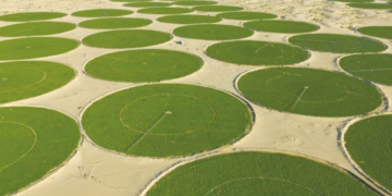 Algérie: l&rsquo;agriculture saharienne pour garantir la sécurité alimentaire?