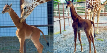 Rarissime : naissance d’une girafe sans tache dans un zoo américain