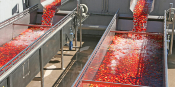 Maroc : les expéditions de tomates ont généré près de 1 milliard de dollars en 2022/2023