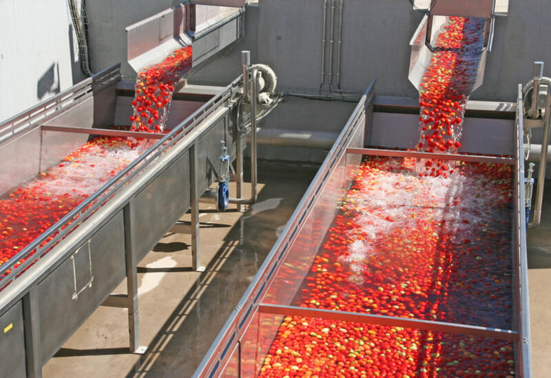 Maroc : les expéditions de tomates ont généré près de 1 milliard de dollars en 2022/2023