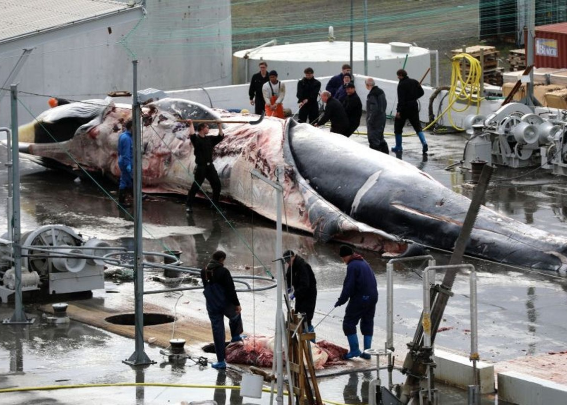 L&rsquo;Islande autorise la reprise de la chasse à la baleine, sous « certaines conditions »