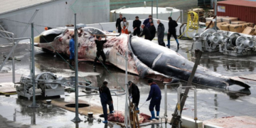 L&rsquo;Islande autorise la reprise de la chasse à la baleine, sous « certaines conditions »