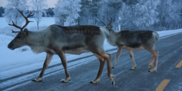 Norvège: des dizaines de rennes tués pour avoir traversé la frontière russe