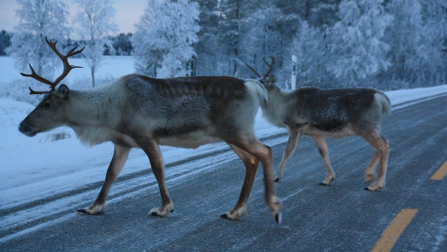 Norvège: des dizaines de rennes tués pour avoir traversé la frontière russe