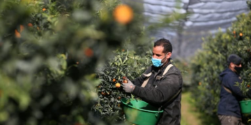 France: 1200 travailleurs saisonniers marocains sont attendus en Corse pour la récolte des clémentines