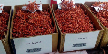 « The Red »: une enquête sur le trafic de coraux en Tunisie vers l&rsquo;Italie, projeté vendredi 29 septembre à la Maison de la Culture Ibn Rachiq