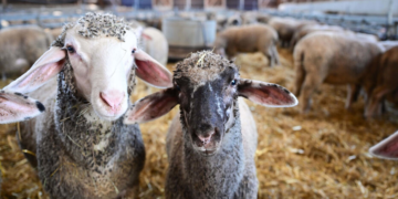 Grèce: un troupeau de moutons dévore 300 kg de cannabis médical
