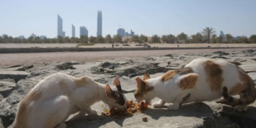 Emirats: 150 chats abandonnés dans le désert, PETA offre 5000 dollars de récompense pour toute information sur le(s) coupable(s)