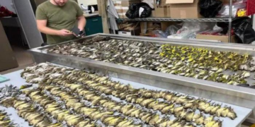 Hécatombe: 1000 oiseaux meurent en une seule journée en s’écrasant sur un gratte-ciel à Chicago
