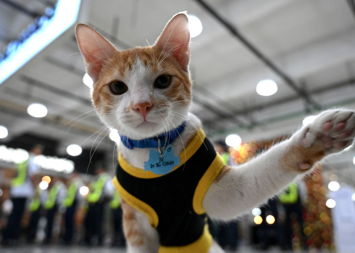 Conan, chat et agent de sécurité aux Philippin, n’est pas vraiment à votre service…