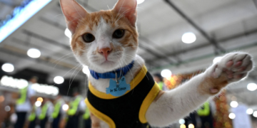Conan, chat et agent de sécurité aux Philippin, n&rsquo;est pas vraiment à votre service…
