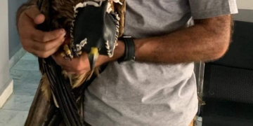 Liban: un trafic d&rsquo;animaux de plus de 1500 espèces, dont un aigle impérial et deux lionceaux, démantelé à Batroun