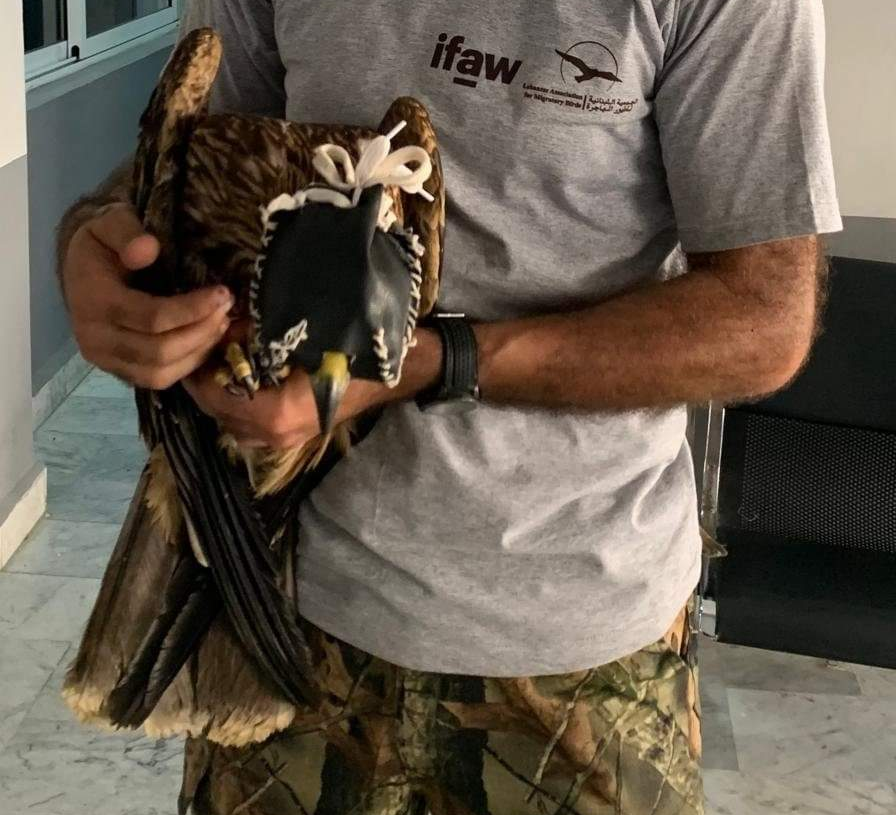 Liban: un trafic d’animaux de plus de 1500 espèces, dont un aigle impérial et deux lionceaux, démantelé à Batroun