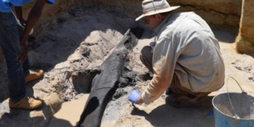 La découverte de la plus ancienne structure en bois en Zambie remet en question notre savoir sur les premiers hommes