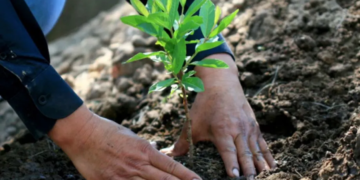 Fête de l’Arbre : La nécessité d’une approche systémique de la désertification en Tunisie