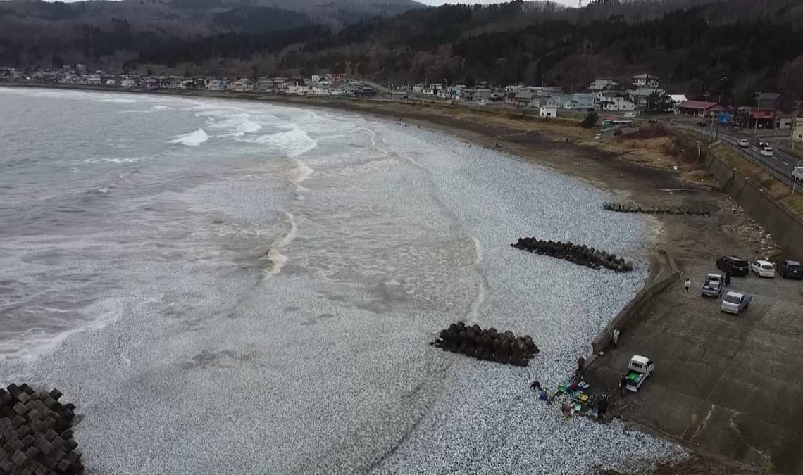 Japon : plusieurs tonnes de poissons s&rsquo;échouent mystérieusement sur une plage