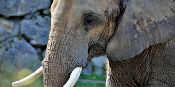 Une centaine d&rsquo;éléphants sont morts par manque d&rsquo;eau au Zimbabwe