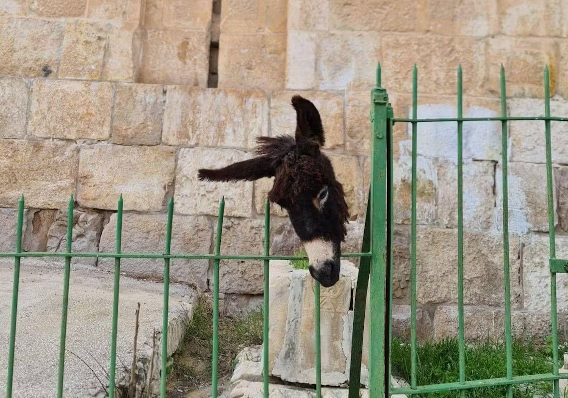 Jérusalem: un cimetière musulman profané avec une tête d’âne