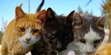Chypre: Une mutation d’un coronavirus tue des milliers de chats