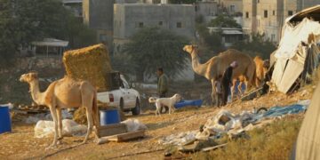 1 124 attaques contre des communautés bédouines palestiniennes