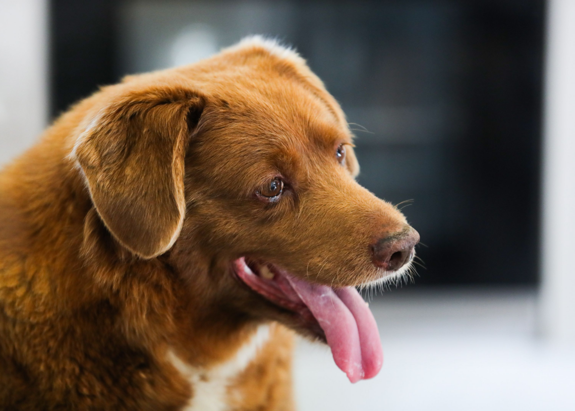 Plus vieux chien du monde: le Guiness suspend le titre de Bobi, mort à 31 ans