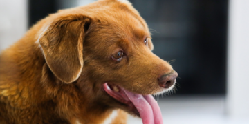 Plus vieux chien du monde: le Guiness suspend le titre de Bobi, mort à 31 ans