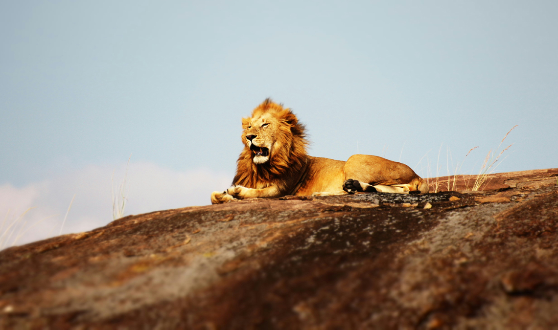 Kenya: Une guerre entre fourmis affame les lions