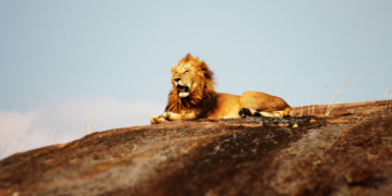 Kenya: Une guerre entre fourmis affame les lions